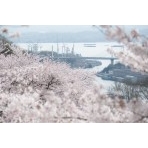 千光寺公園の桜越しに見る新尾道大橋