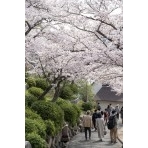 桜満開の千光寺公園