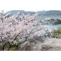 桜とポンポン岩