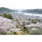 桜越しに見る尾道市街地