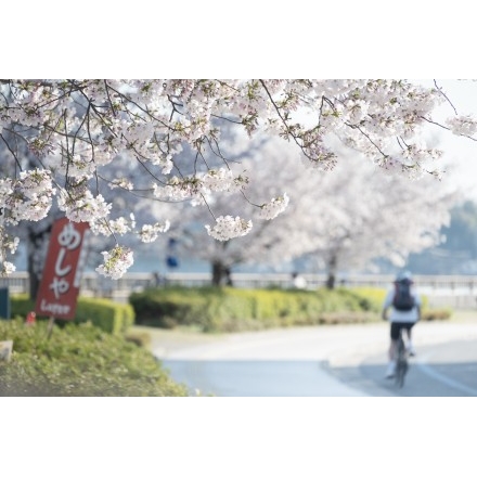 尾道駅前緑地の桜並木