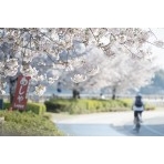 尾道駅前緑地の桜並木