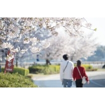 尾道駅前緑地の桜並木