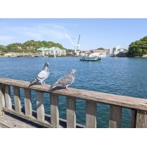 鳩と尾道水道
