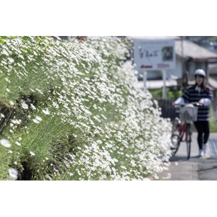 除虫菊のある風景