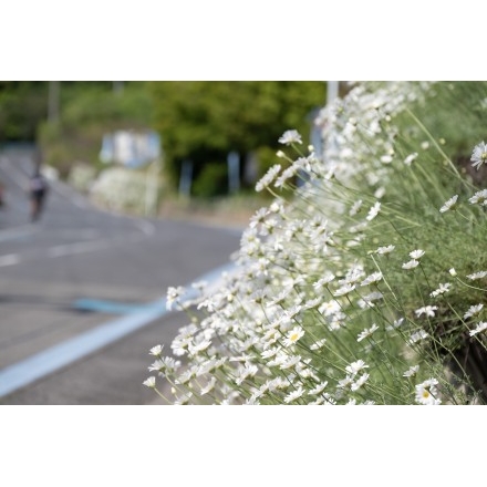 除虫菊のある風景