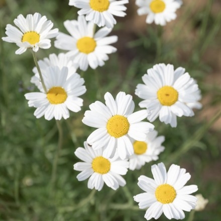 除虫菊の花