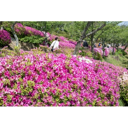 千光寺公園のツツジ