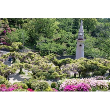 千光寺公園のツツジとフジ