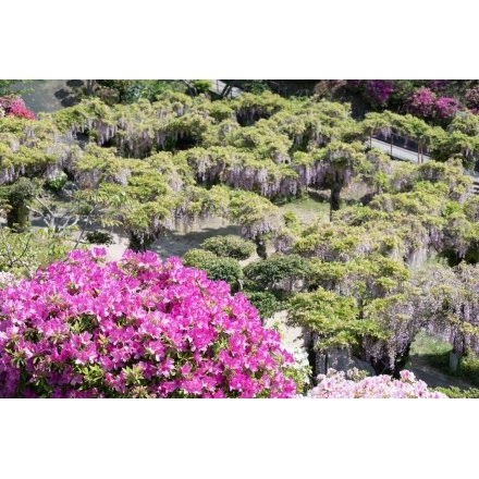 千光寺公園のツツジとフジ