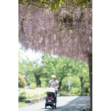 千光寺公園のフジ