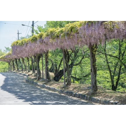 No.6477 千光寺公園のフジ