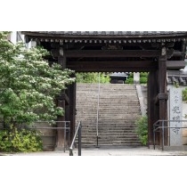 光明寺山門のヤマボウシ
