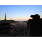猫と天寧寺三重塔