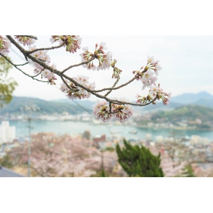 千光寺公園の桜