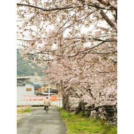 桜咲く桜土手