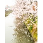 桜咲く桜土手