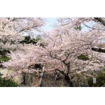 千光寺参道の桜