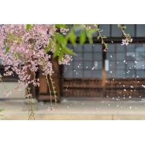 天寧寺の散りゆく枝垂桜