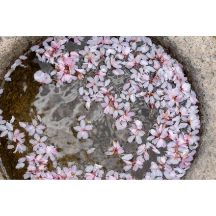 天寧寺の枝垂桜の花びら