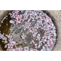 天寧寺の枝垂桜の花びら