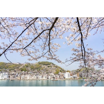 向島の桜越しに見る春の尾道