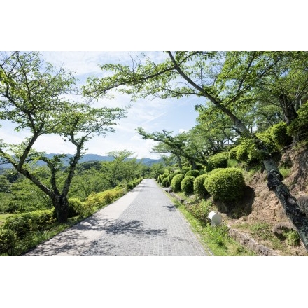 夏の千光寺公園