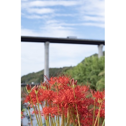 御調川沿いの彼岸花