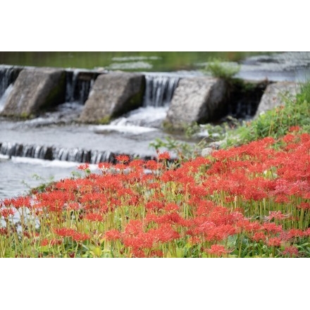 御調川沿いの彼岸花