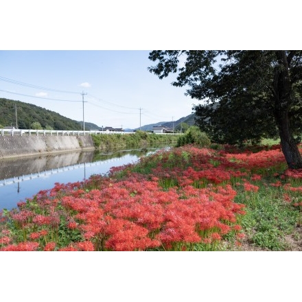 御調川沿いの彼岸花