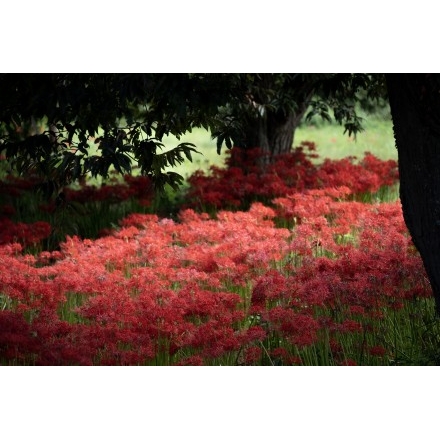 御調川沿いの彼岸花