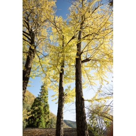 大蔵地区・艮神社の紅葉