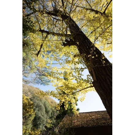 大蔵地区・艮神社の紅葉