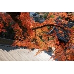 御袖天満宮の紅葉