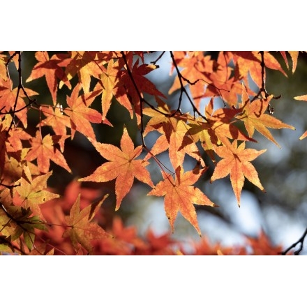 御袖天満宮の紅葉