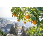 柑橘越しに見る尾道市街地