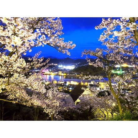 尾道水道を望む夜桜　