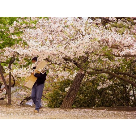 千光寺公園での祭の準備