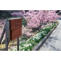 船隠し公園の河津桜と水仙