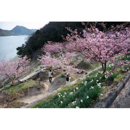 船隠し公園の河津桜と水仙