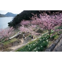 船隠し公園の河津桜と水仙