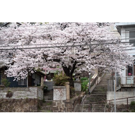 正一位稲荷大明神の桜