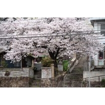 正一位稲荷大明神の桜