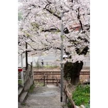 正一位稲荷大明神の桜