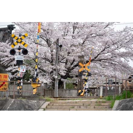 久保八幡神社の桜