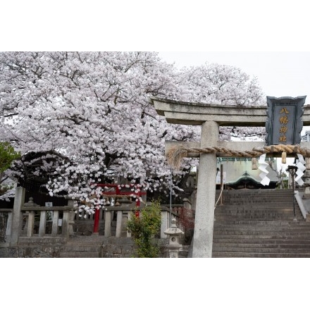 久保八幡神社の桜