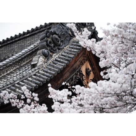 桜越しの浄泉寺