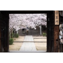 西國寺仁王門越しの桜