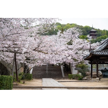 西國寺の桜