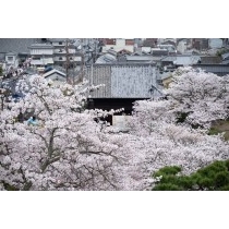 西國寺の桜